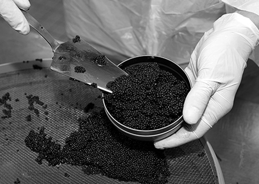 Compra Caviar Osciètre Maxim's 30g al por mayor